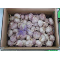 New Crop Normal White Garlic (5.0cm and up)